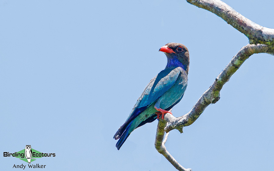 Halmahera birding adventure