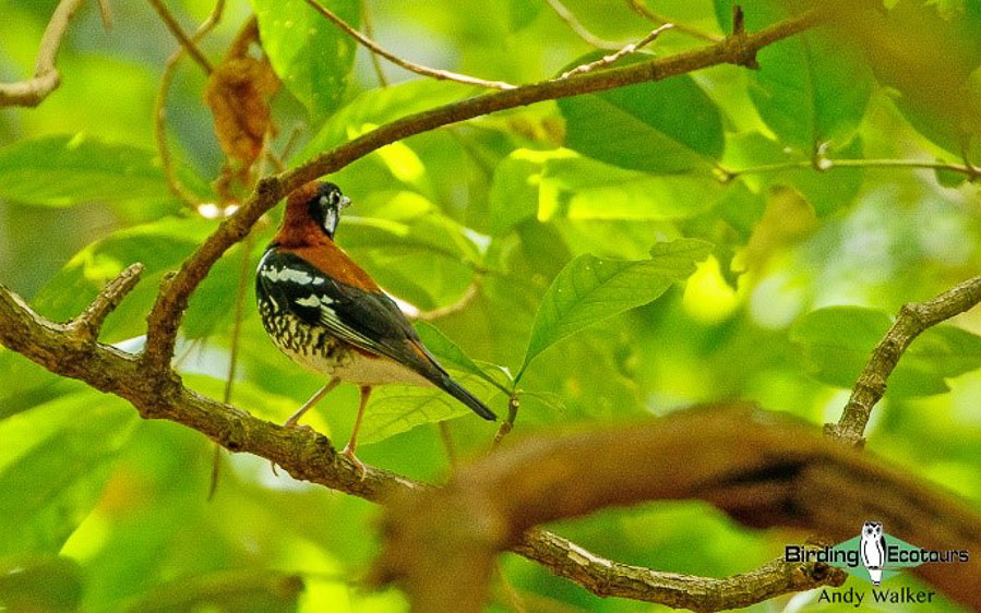 Sulawesi birding blog