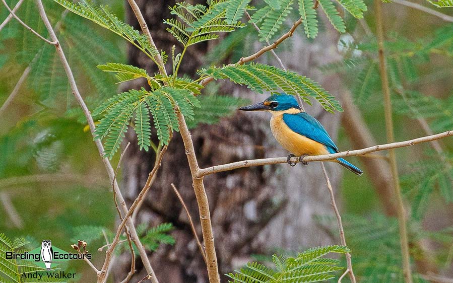 Sulawesi birding blog