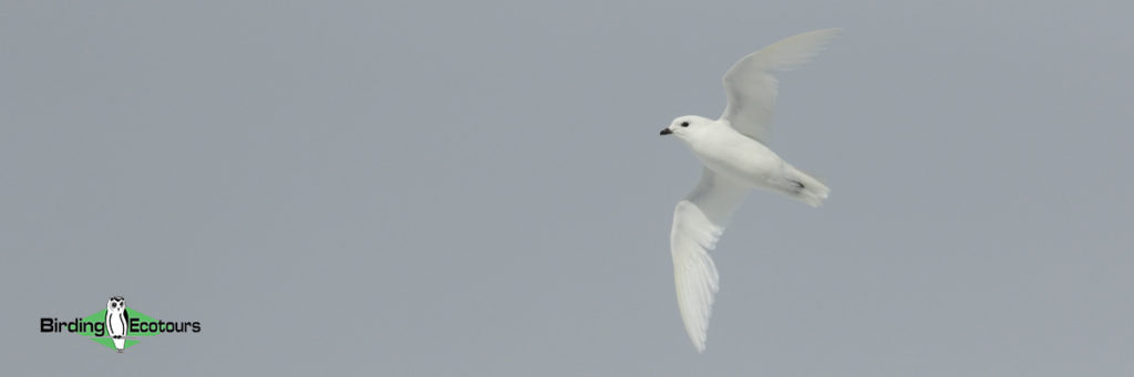 Birding Ecotours payments