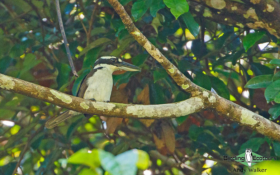 Halmahera birding adventure