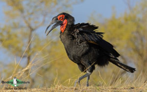 Subtropical South Africa birding tours