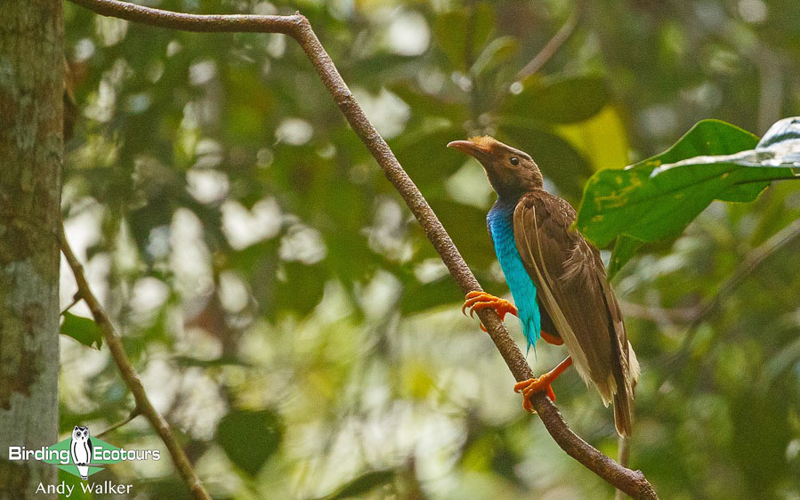 Halmahera birding adventure