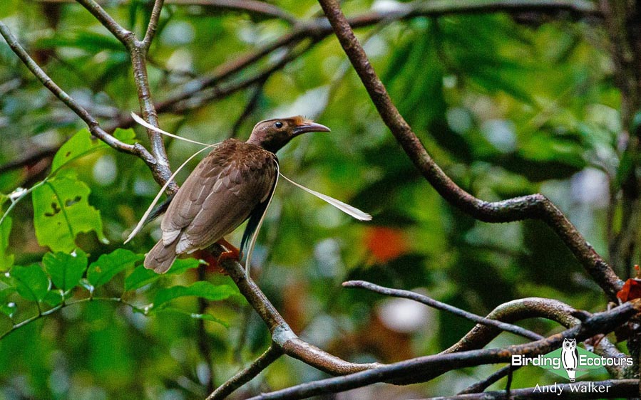 Halmahera birding adventure