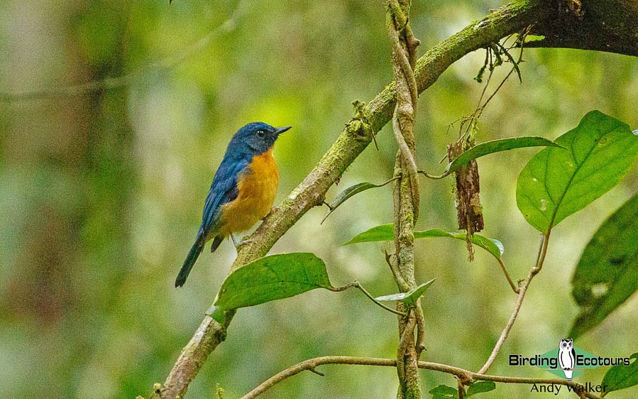 Sulawesi birding blog