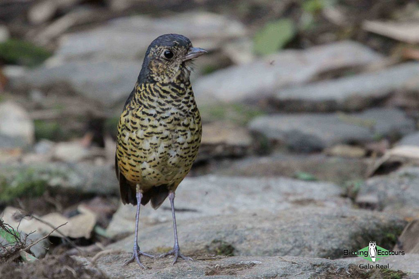 Cajamarca - Birds of Cañon of rió Chonta