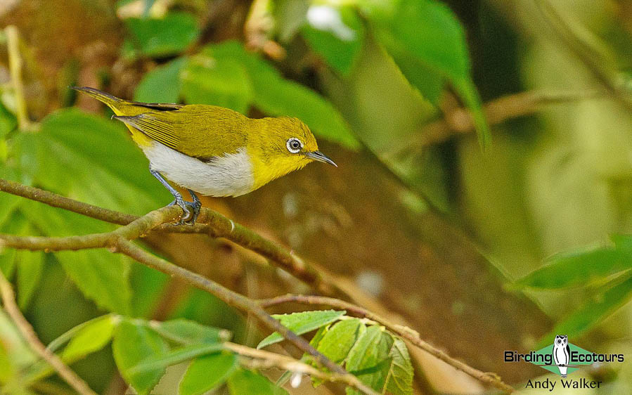 Sulawesi birding blog