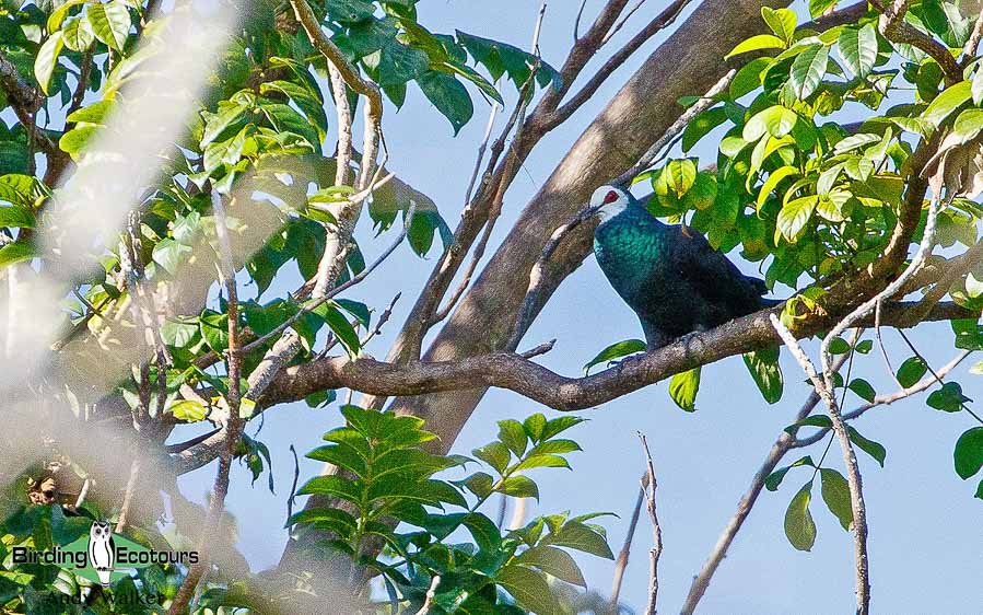 Sulawesi birding blog