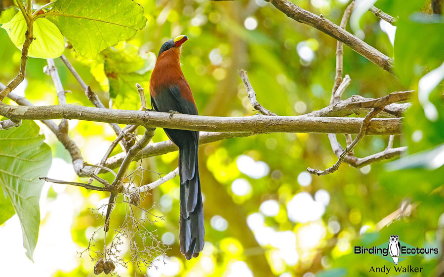 Sulawesi birding blog