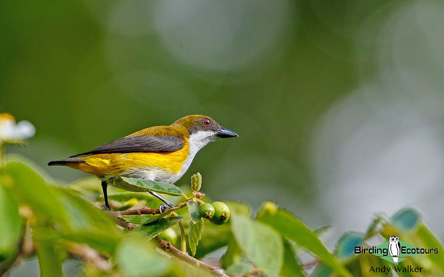 Sulawesi birding blog