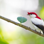 Northeastern Brazil birding tours