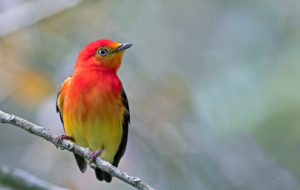 Northeastern Brazil birding tours
