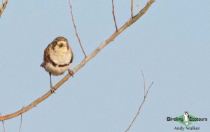 Alice Springs birding tours