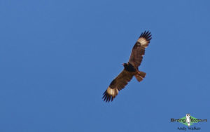 Alice Springs birding tours