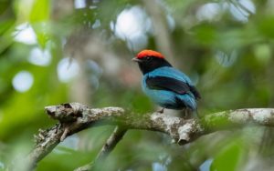 Best of Brazil birding tours