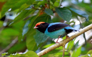 Cerrado endemics, Brazilian Merganser and Maned Wolf birding tours