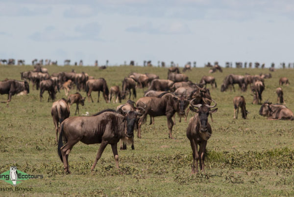 Best time to visit Tanzania