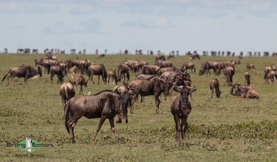 Best time to visit Tanzania