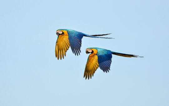 Best of Brazil birding tour