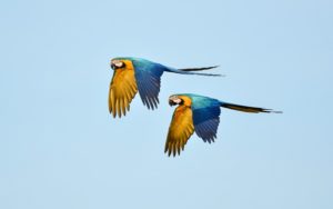 Best of Brazil birding tours