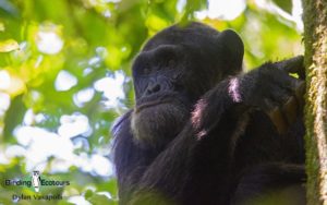 Best time for birding in Uganda