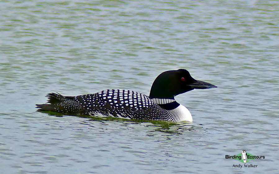 Top 10 birds of USA