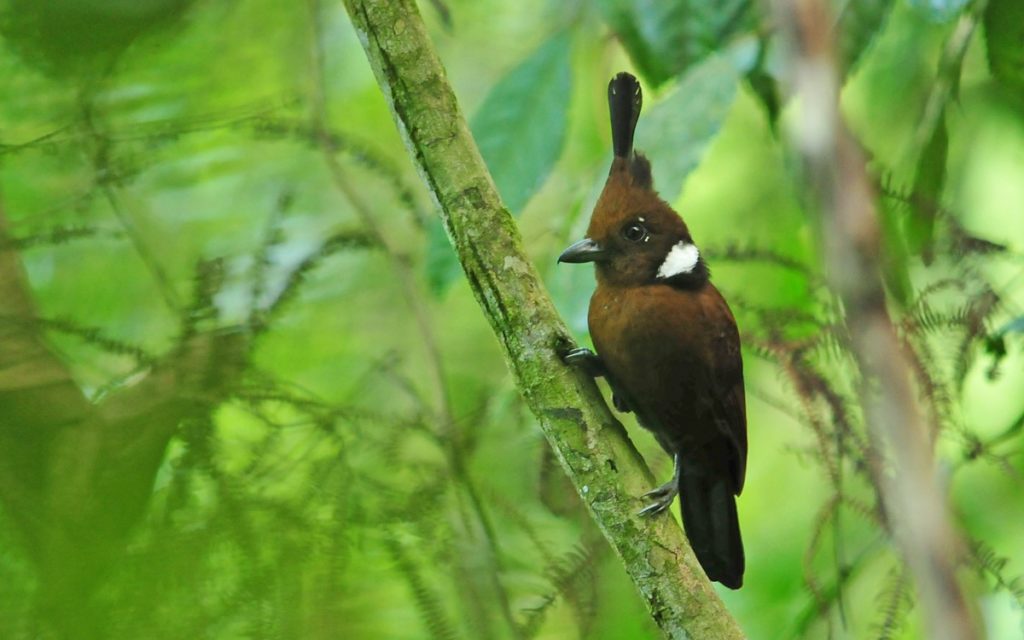 Borneo family listing tour