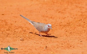 Alice Springs birding tours