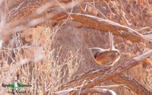 Alice Springs birding tours