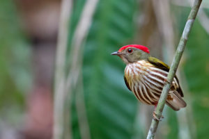 Northeastern Brazil birding tours