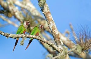 Northeastern Brazil birding tours