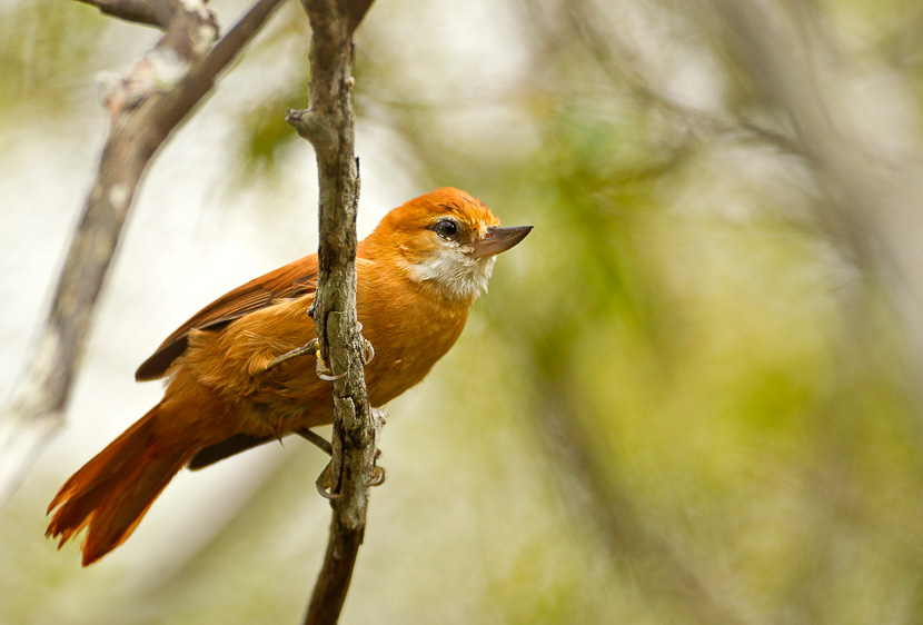 Northeastern Brazil birding tours