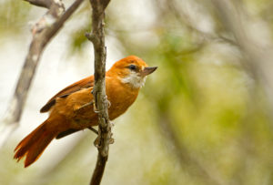 Northeastern Brazil birding tours