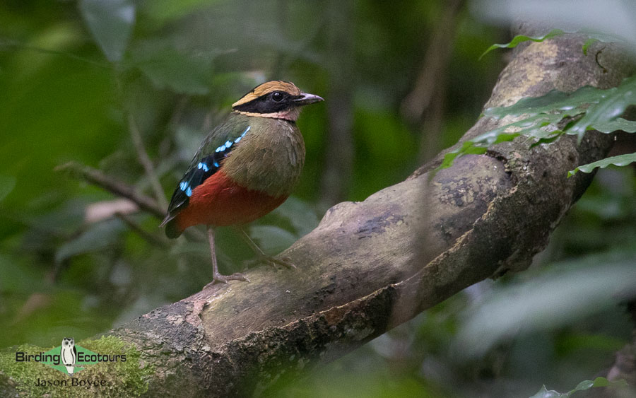 Best time for birding in Uganda