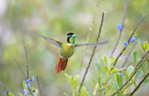 Northeastern Brazil birding tours