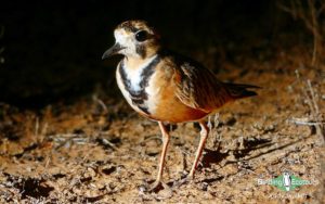 Alice Springs birding tours