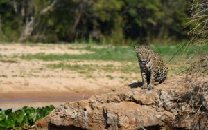 Best of Brazil birding tour