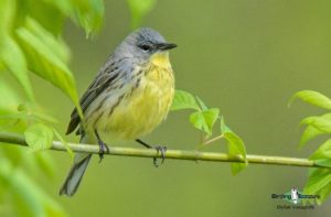 Top ten USA birds