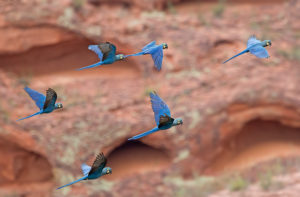 Northeastern Brazil birding tours