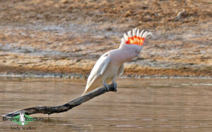 Alice Springs birding tours