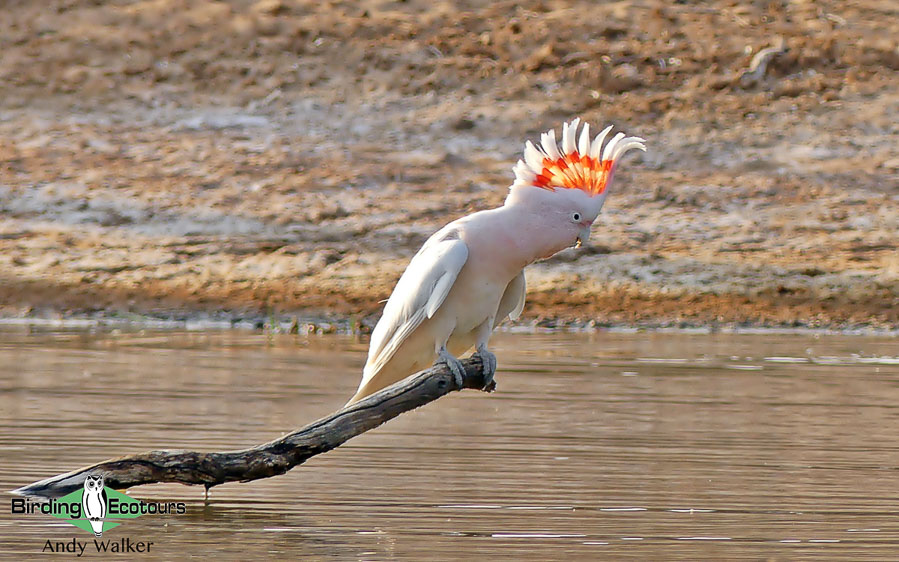 Alice Springs birding tours
