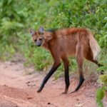 Best of Brazil birding tour