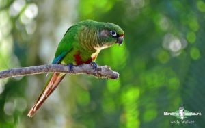 Northeastern Brazil birding tours