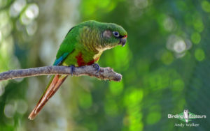 Best of Brazil birding tour