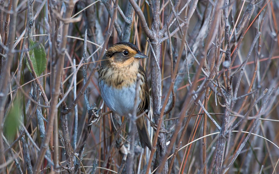 Top ten birds in USA