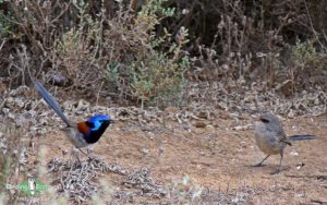 Alice Springs birding tours