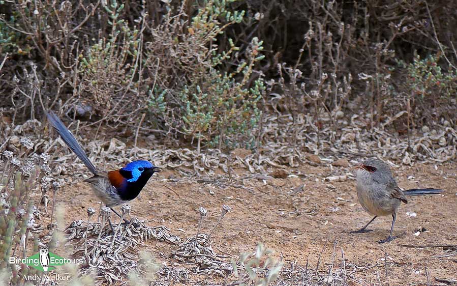 Alice Springs birding tours