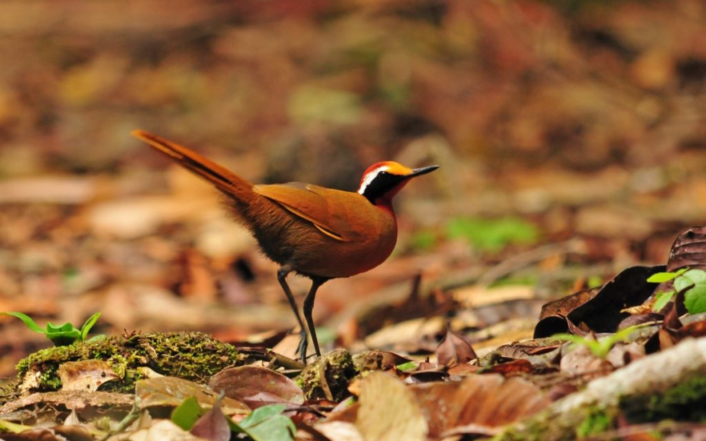 Borneo family listing tour