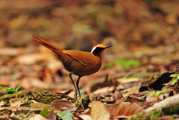 Borneo family listing tour