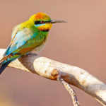 Alice Springs birding tours